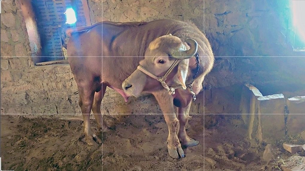 Murrah Buffalo M4447 in  RAJASTHAN