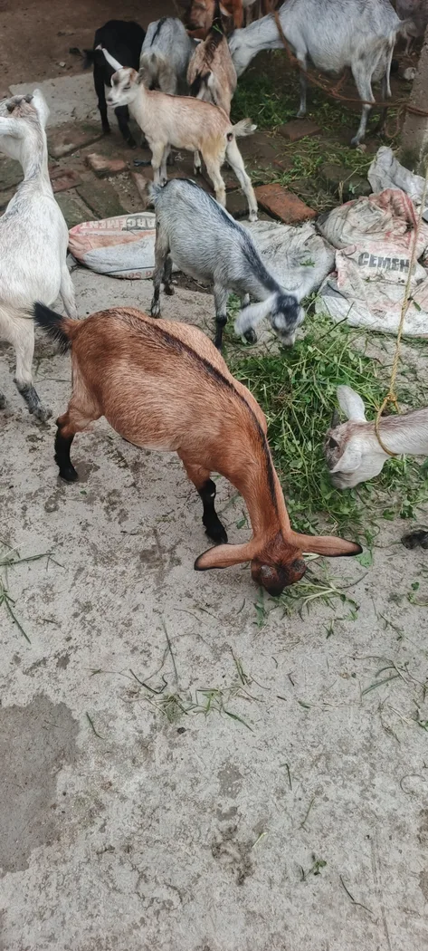 Others Goat in  BIHAR