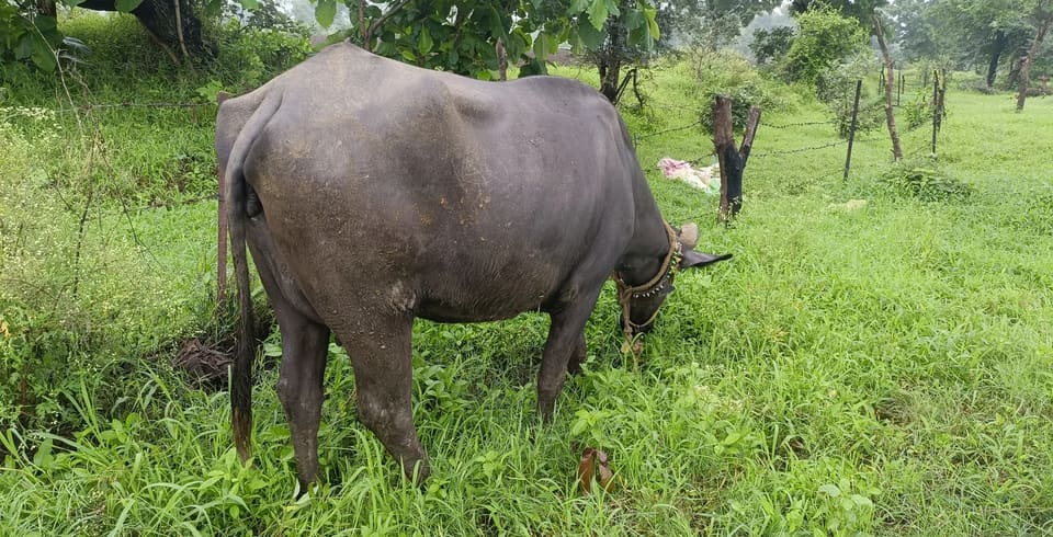 Murrah Buffalo M4643 in  MADHYA PRADESH
