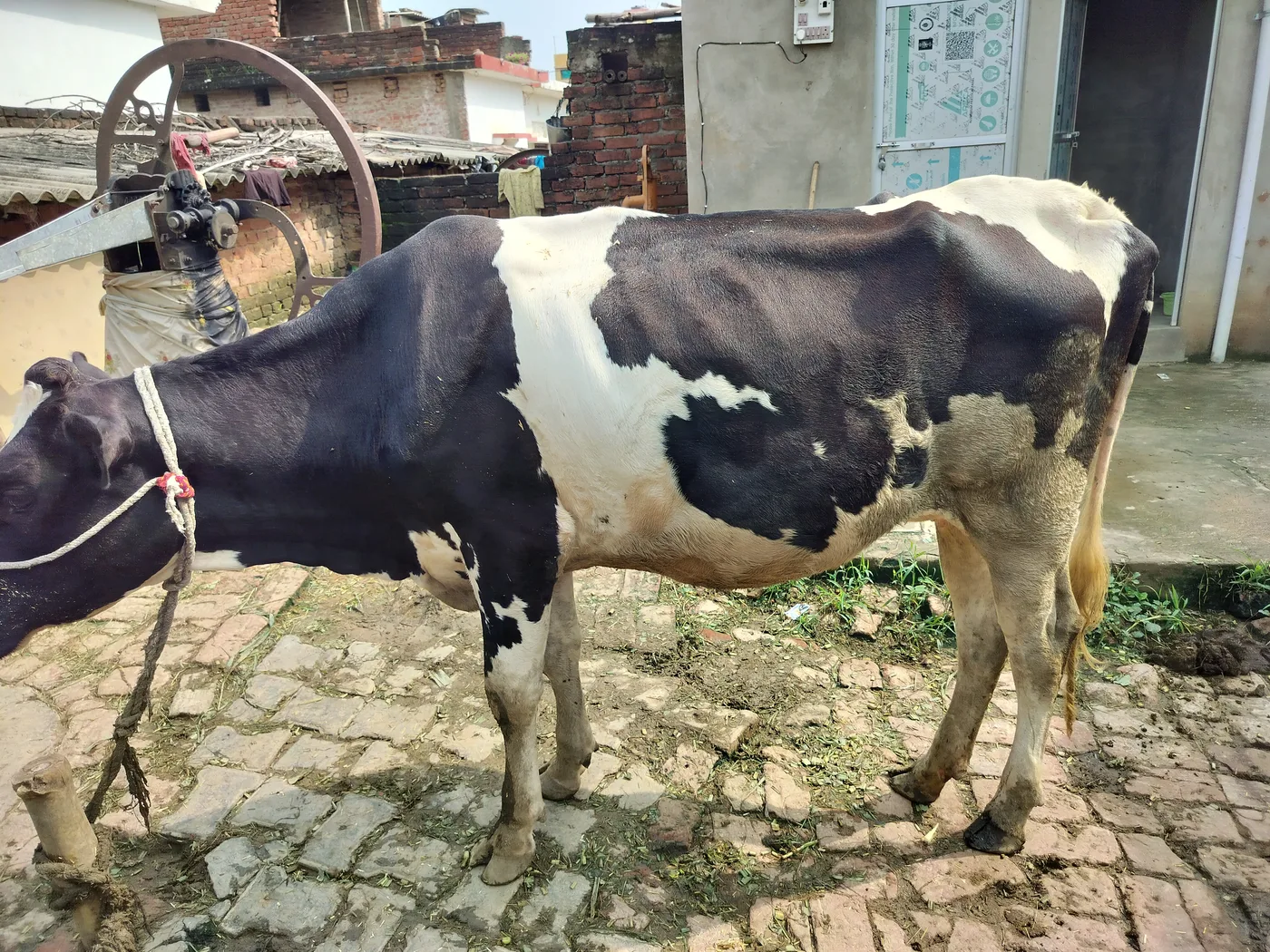 HF Cow in  UTTAR PRADESH