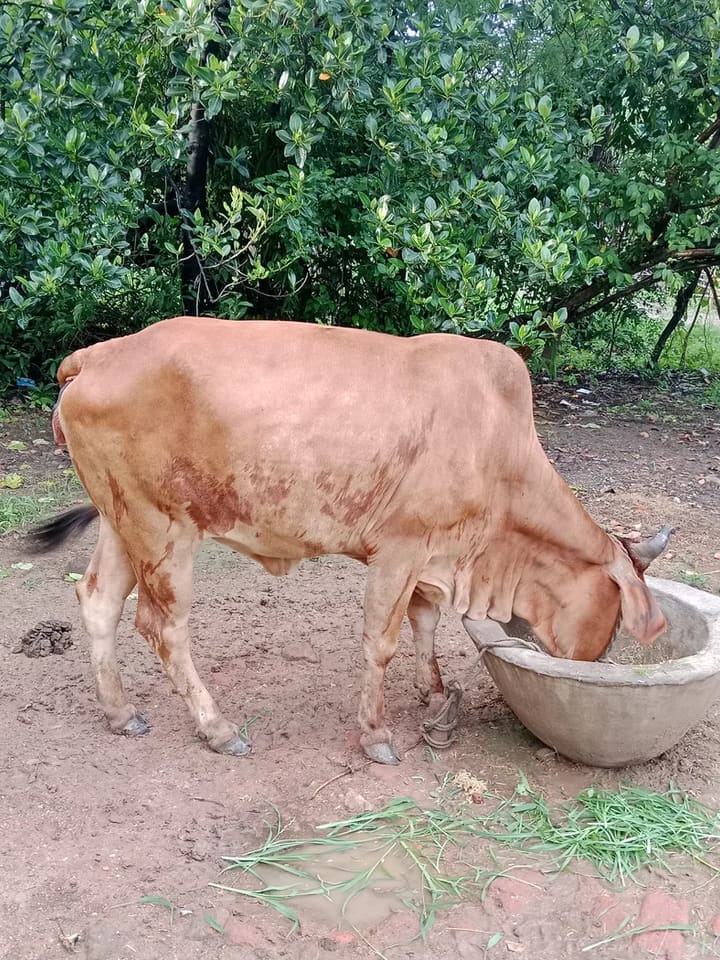 Gir Cow in  MADHYA PRADESH