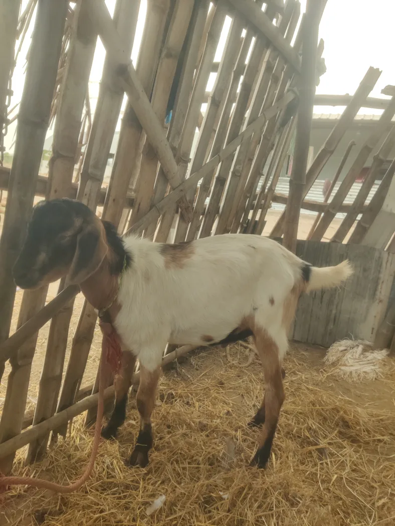 Barbari Goat B0516 in  TAMIL NADU