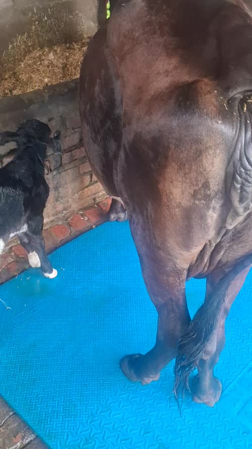 Jersey Cow in  UTTAR PRADESH