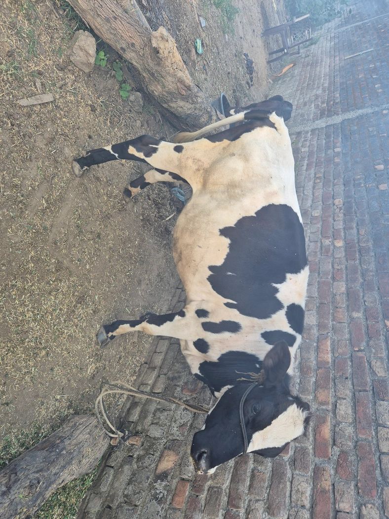 HF Cow H2803, Lactation: 1, MilkPerDay: 15Litres