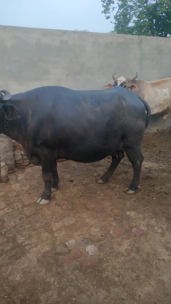 Murrah Buffalo M4618 in  HARYANA