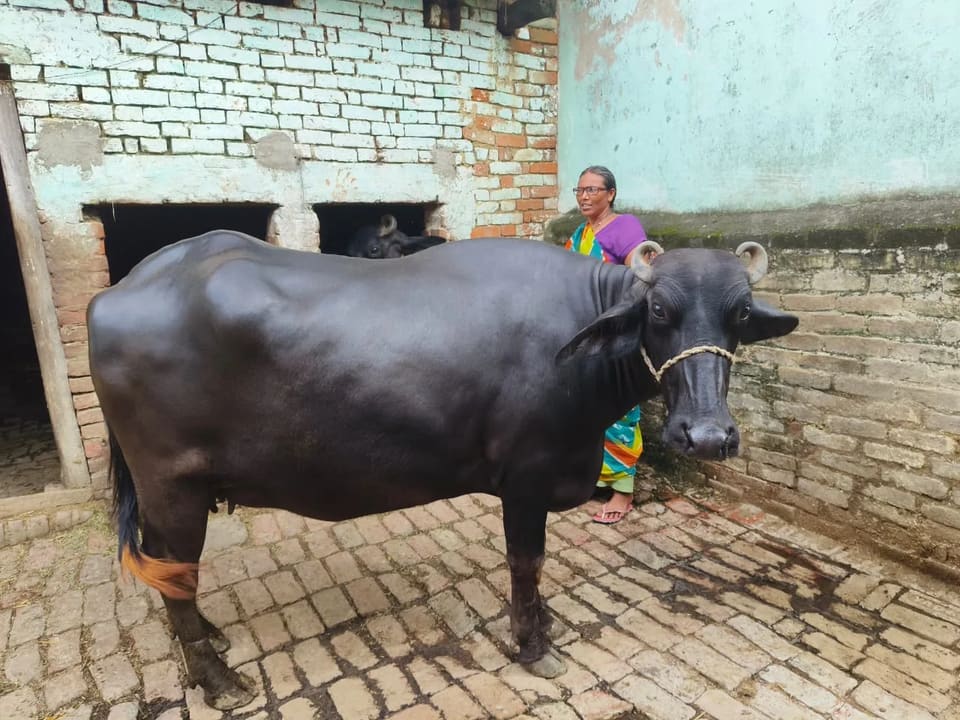 Murrah Buffalo in  UTTAR PRADESH