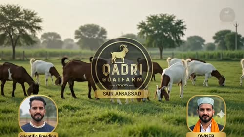 Barbari Goat B0470 in  RAJASTHAN