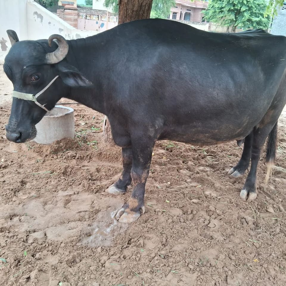 in RAJASTHAN