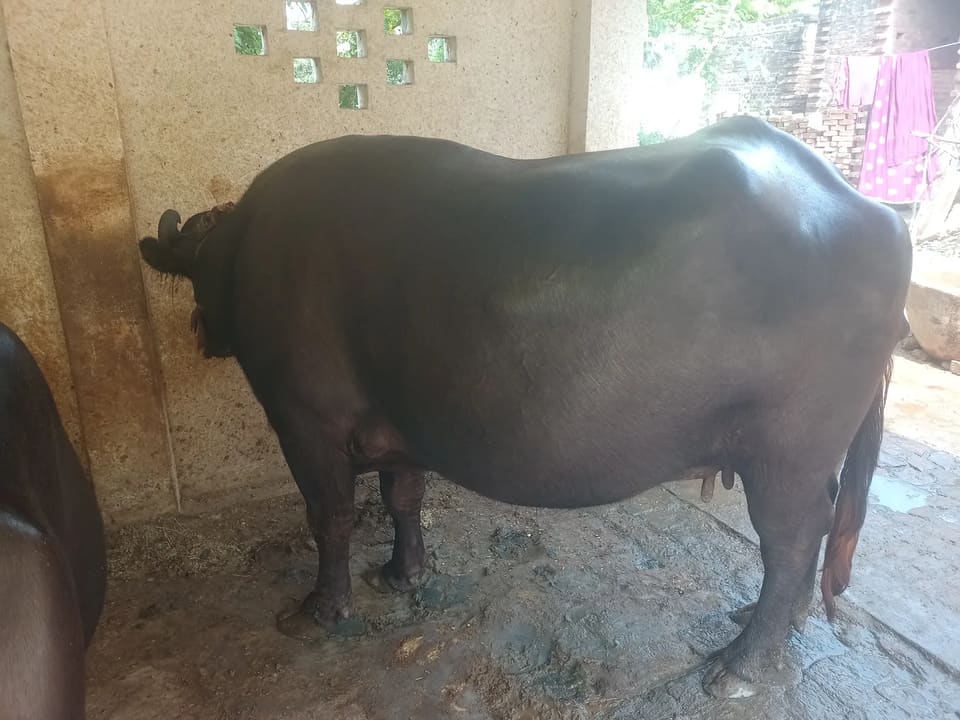 Murra Buffalo O0682 in  UTTAR PRADESH