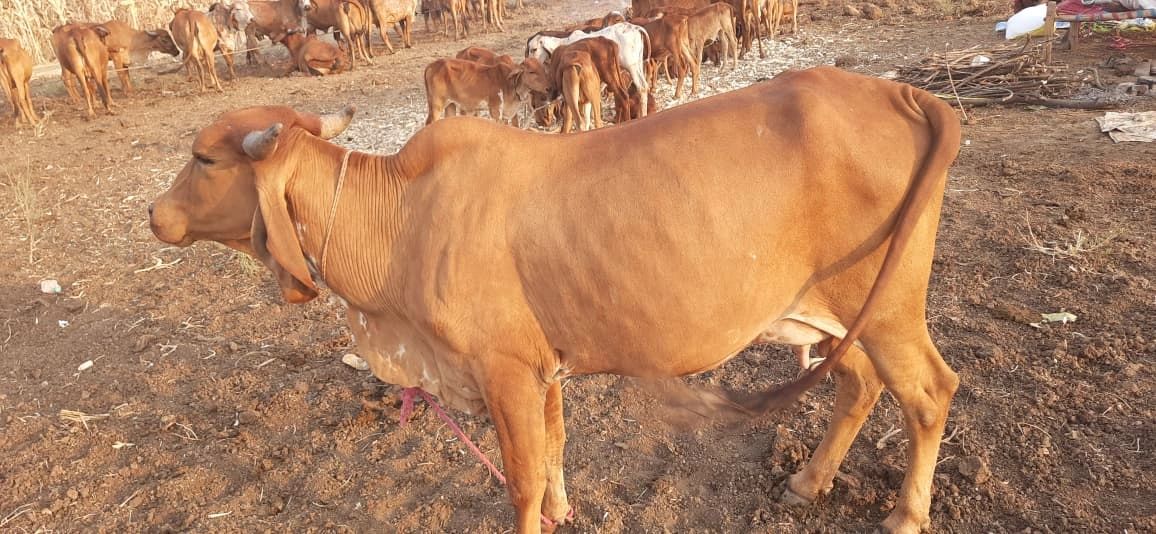 Gir Cow G1838, Lactation: 2, MilkPerDay: 13Litres, District:  JALGAON, State:  MAHARASHTRA