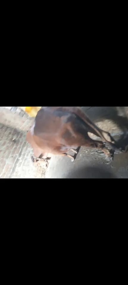 Sahiwal Cow in  BIHAR