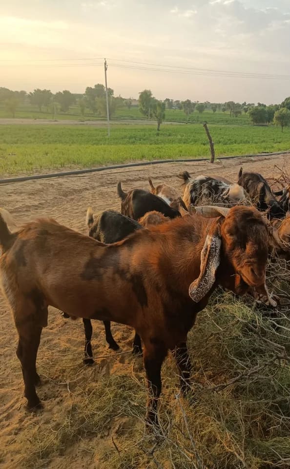 Sirohi Goat in  RAJASTHAN