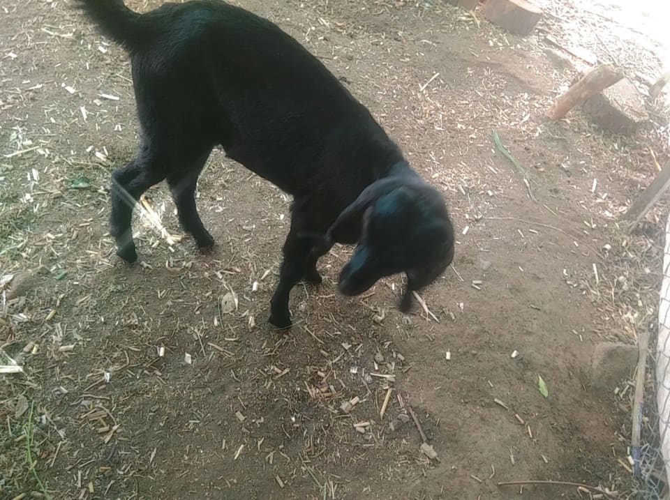 Beetal Goat in  MAHARASHTRA