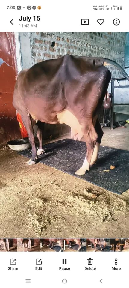 Jersey Cow in  MADHYA PRADESH