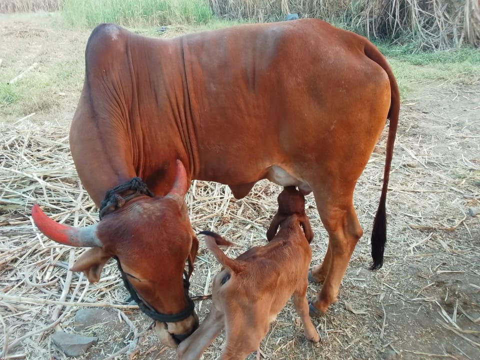 Gir Cow in  MAHARASHTRA