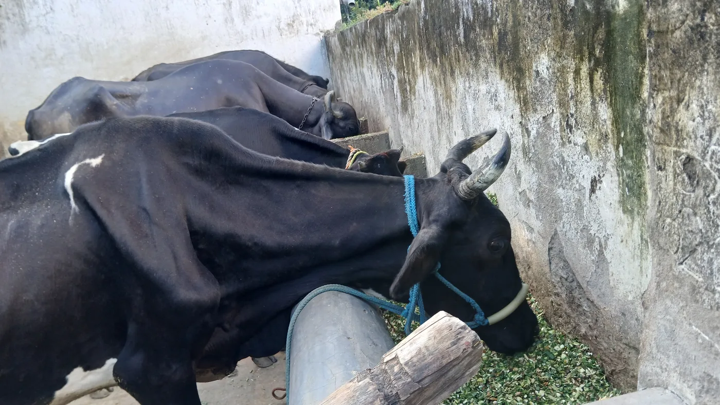HF Cow H3082 in UTTAR PRADESH