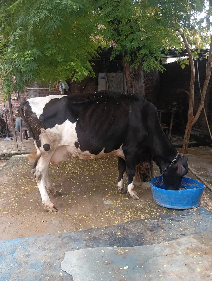 HF Cow H3047 in  UTTAR PRADESH