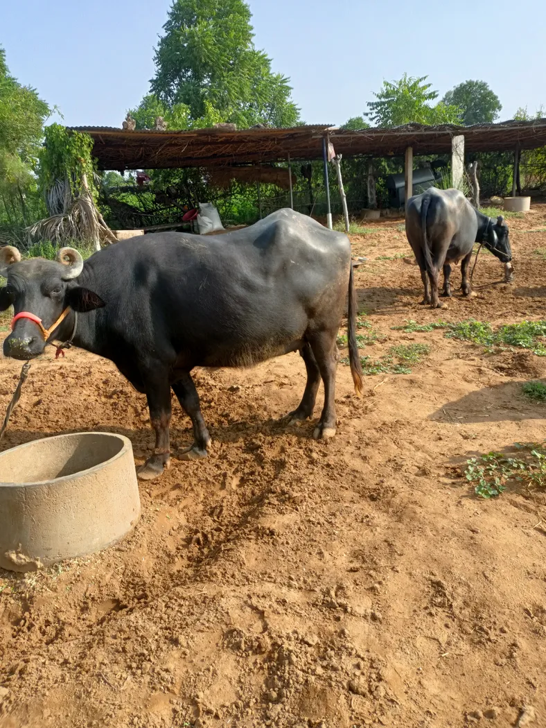 Murrah Buffalo M4914 in  RAJASTHAN