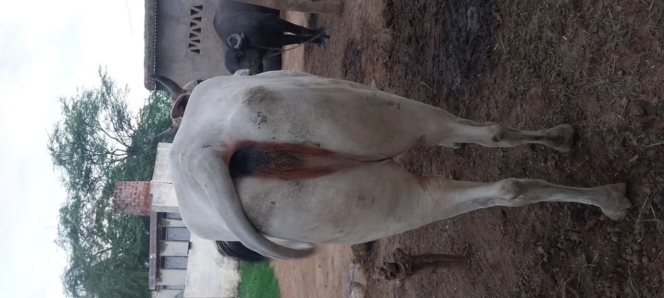 Others Cow in  RAJASTHAN