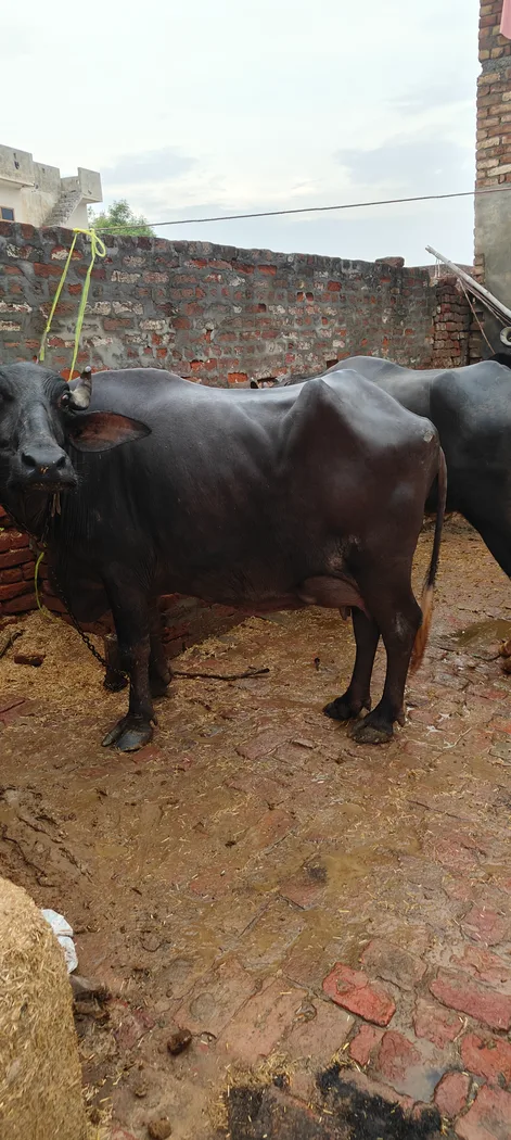 Others Buffalo in  HARYANA