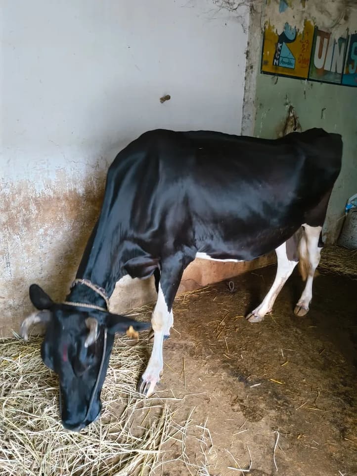 HF Cow in  MADHYA PRADESH