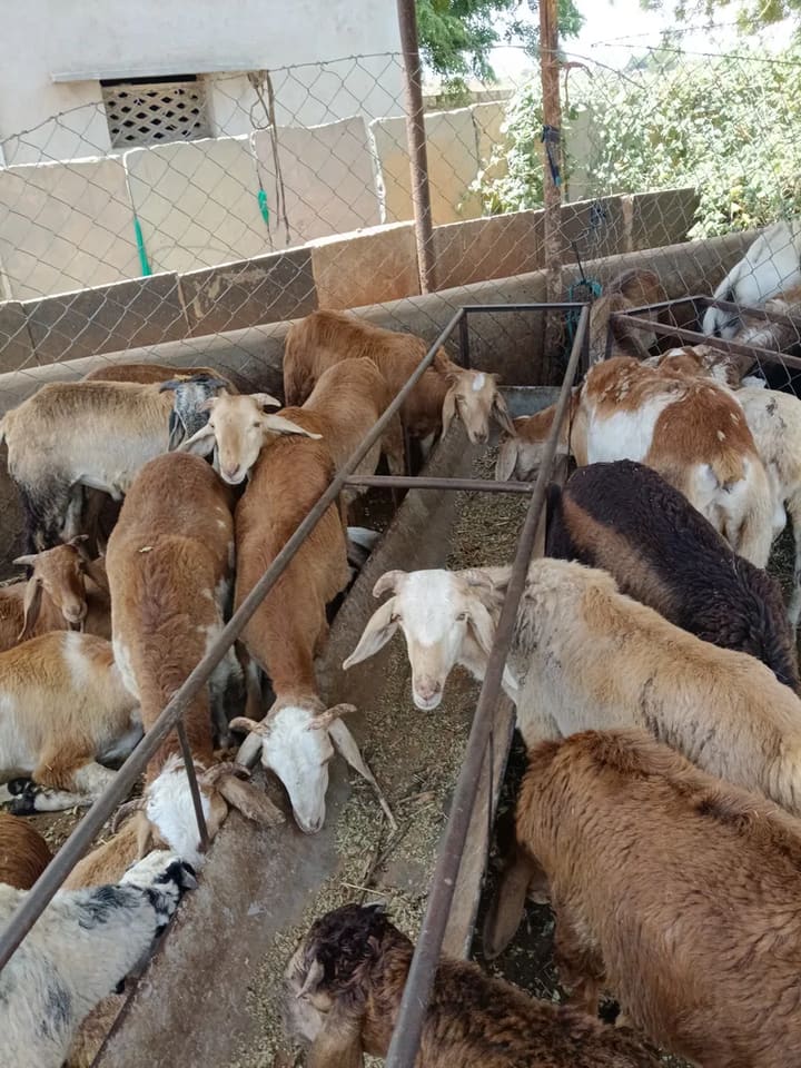 Deccani Sheep in  ANDHRA PRADESH