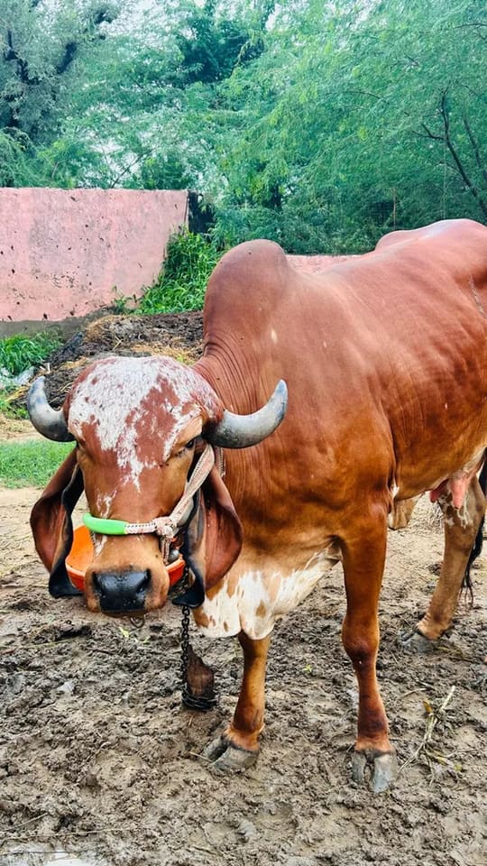 Gir Cow in  RAJASTHAN