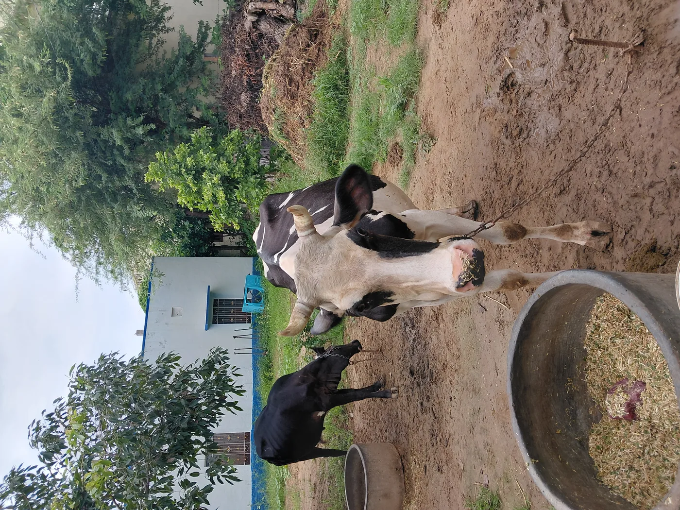 HF Cow in  RAJASTHAN