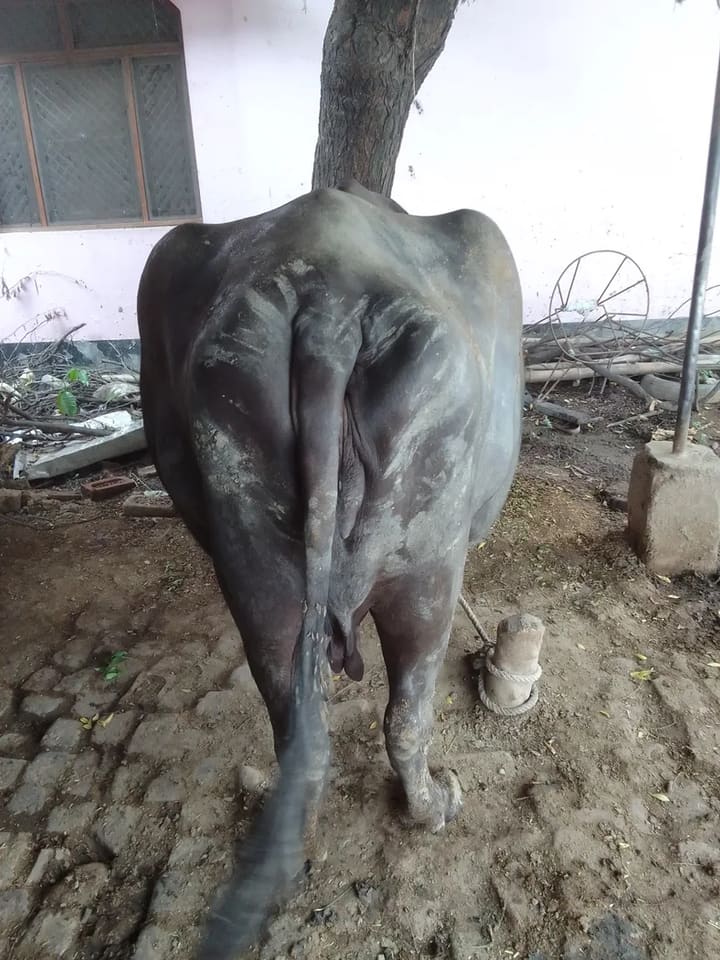 Murrah Buffalo in  UTTAR PRADESH
