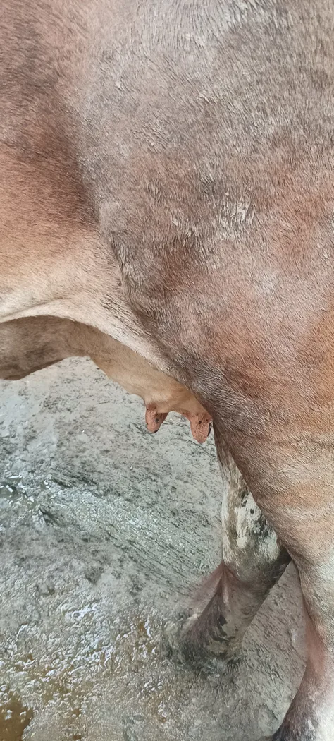 Jersey Cow in  UTTAR PRADESH