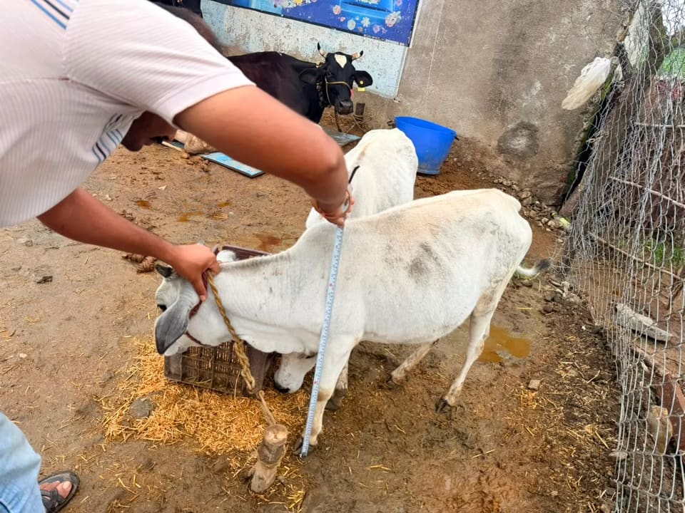 Punganur  Cow in  MAHARASHTRA