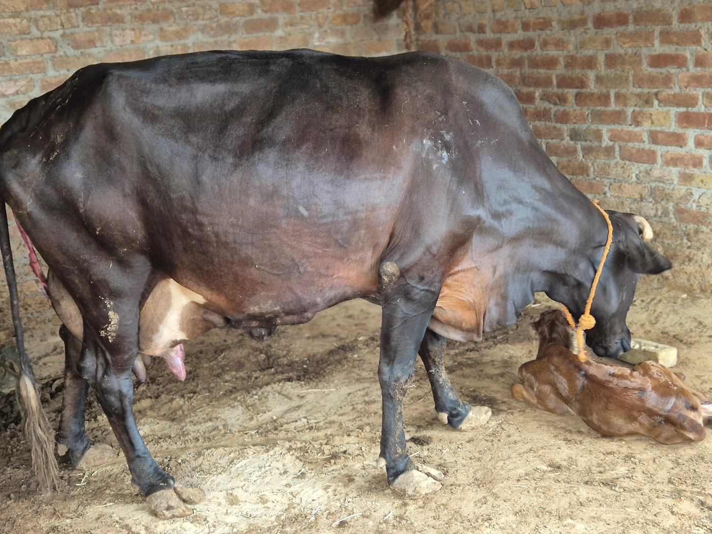 HF Cow H2958 in  RAJASTHAN