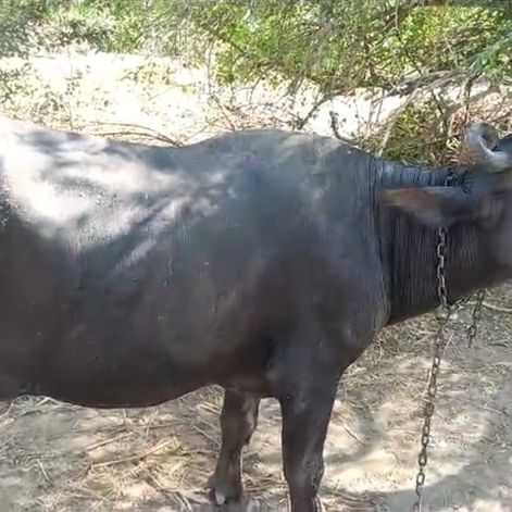 Banni  Buffalo B0514, Lactation: 1, MilkPerDay: 12Litres, Pregnant: 9 Months, District:  MAHESANA, State:  GUJARAT