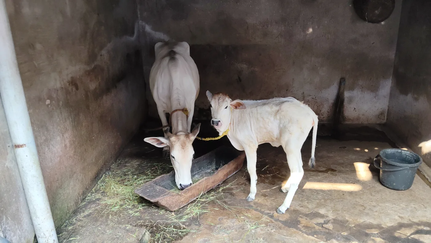 Desi Cow O0608 in  ODISHA