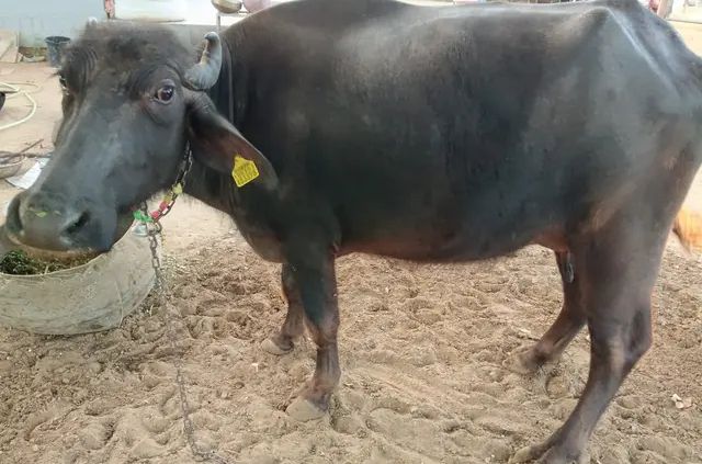Murrah Buffalo M3885, Lactation: 1, MilkPerDay: 8Litres, Pregnant: 1 Months, District: JAIPUR, State: RAJASTHAN