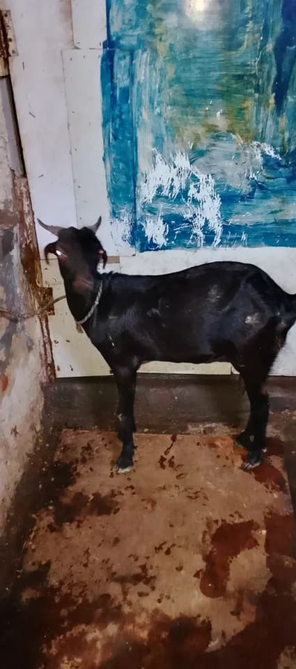 Black Bengal Goat in  UTTAR PRADESH