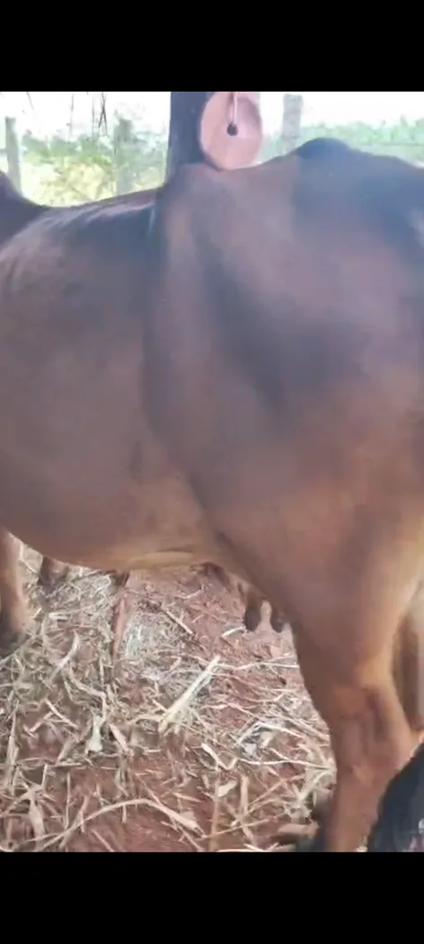 Gir Cow G2193 in KARNATAKA