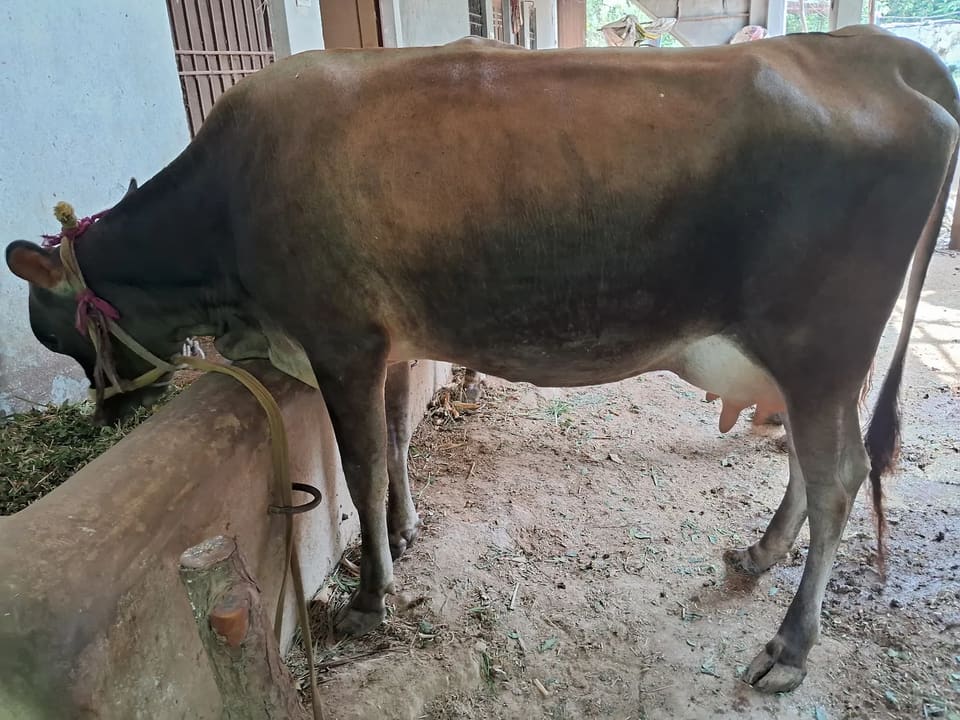 Jersey Cow in  HIMACHAL PRADESH