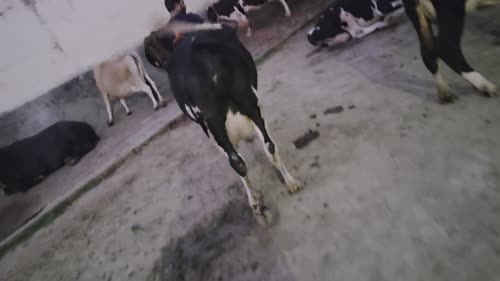 HF Cow H3417 in  BIHAR