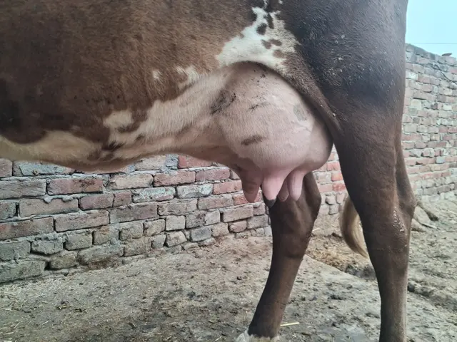 Jersey Cow J1206, Lactation: 2, MilkPerDay: 16Litres, District:  BATHINDA, State:  PUNJAB