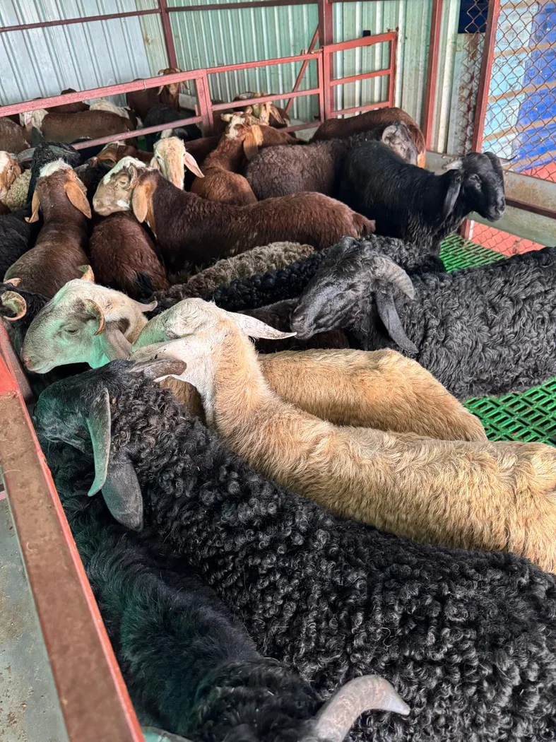 Sindhanoor Sheep in  ANDHRA PRADESH