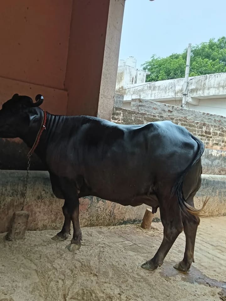 Murrah Buffalo M4574 in  UTTAR PRADESH
