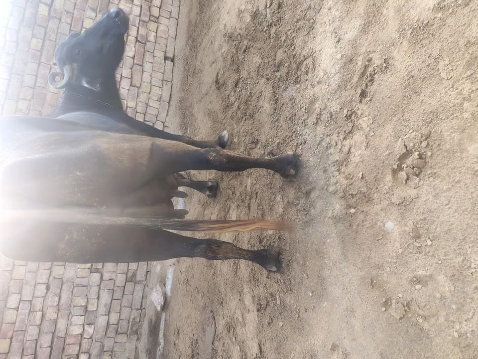 Murrah Buffalo M5152 in  HARYANA