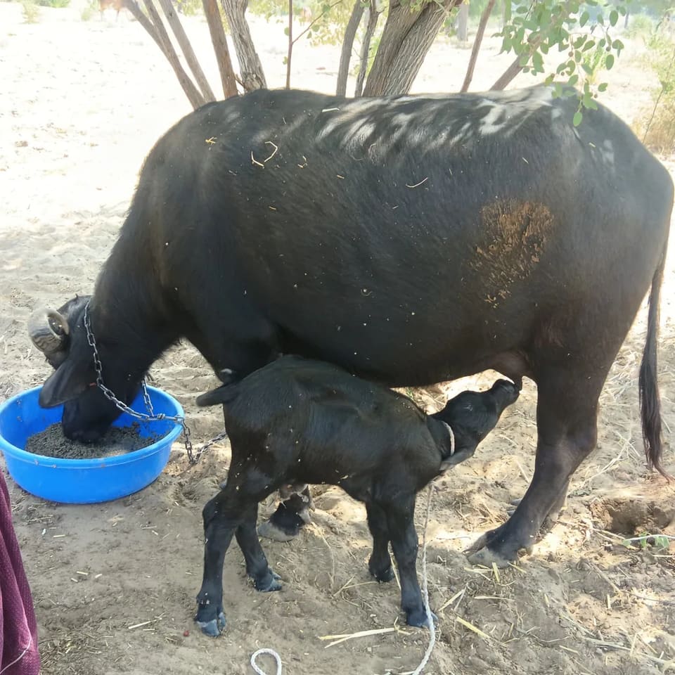 Murrah Heifer Buffalo M5455 in  RAJASTHAN