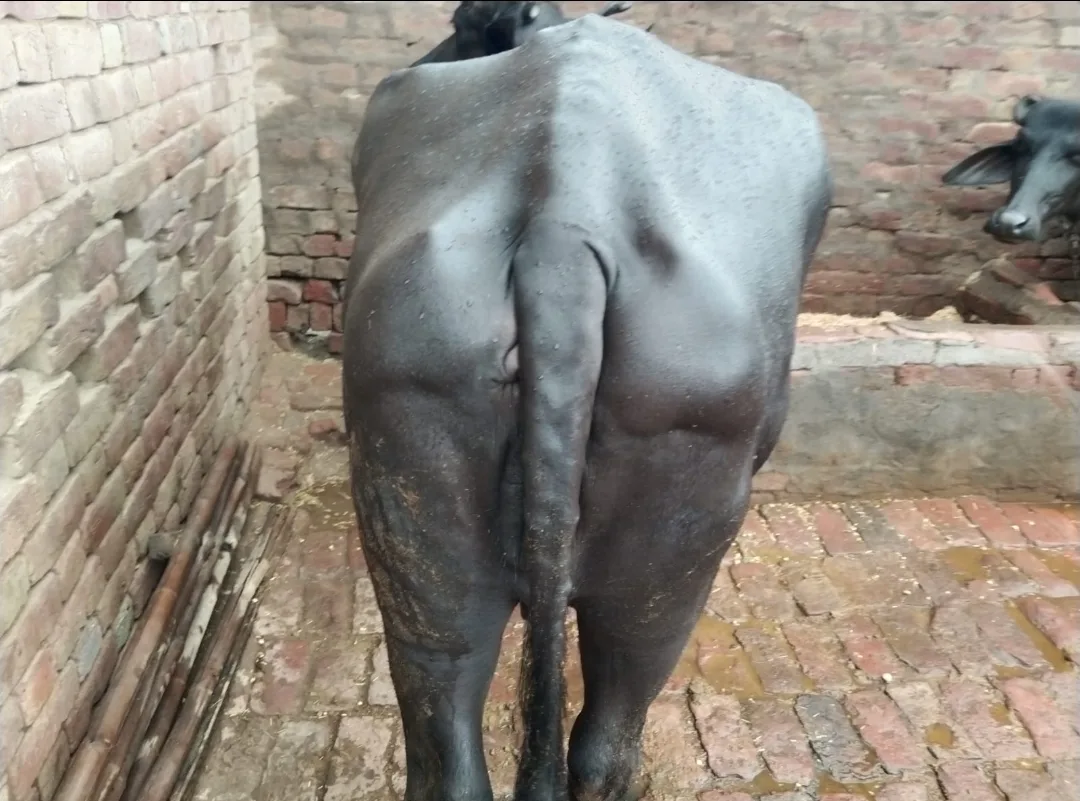 Murrah Buffalo in  RAJASTHAN