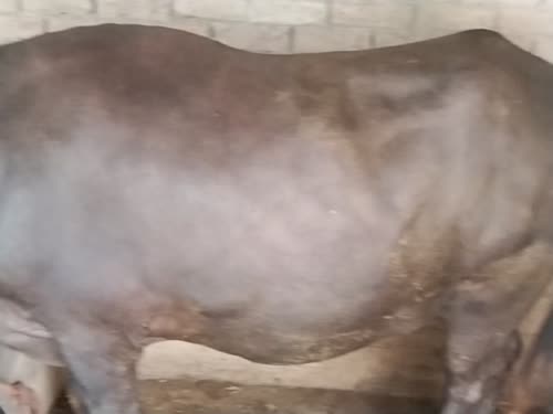 Jafarabadi Buffalo in  UTTAR PRADESH