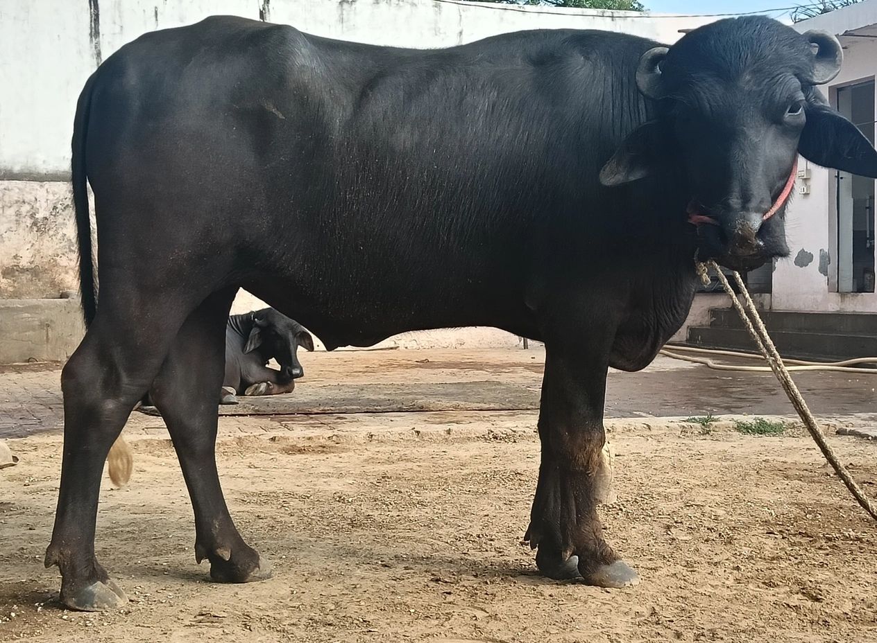 Murrah Buffalo M4230, District:  GHAZIABAD, State:  UTTAR PRADESH