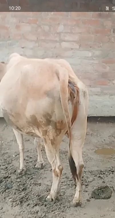 Others Cow in   UTTAR PRADESH