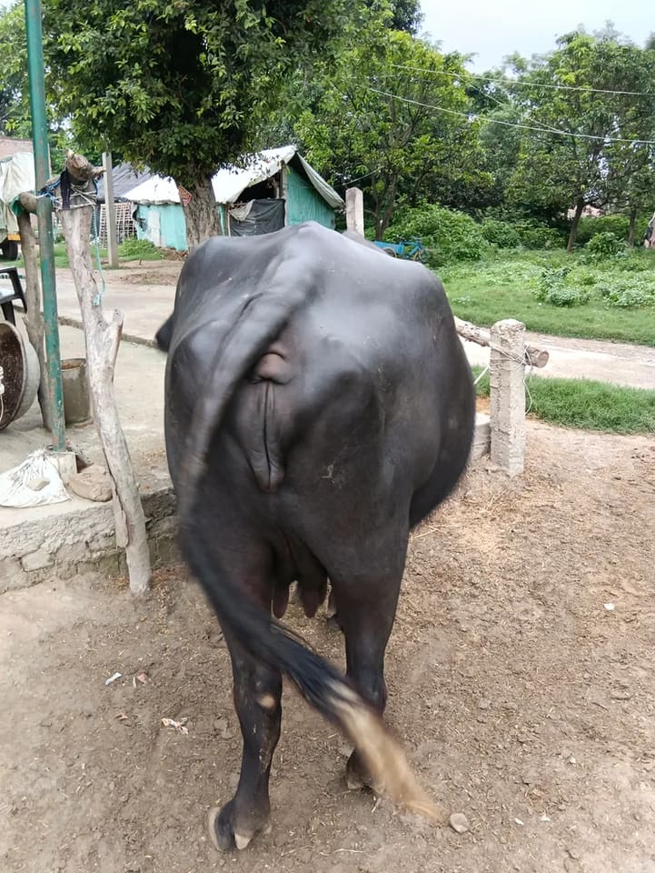 Others Buffalo in  UTTAR PRADESH