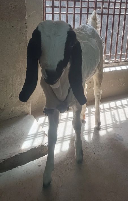 No Goat O0120, District:  ALIGARH, State:  UTTAR PRADESH